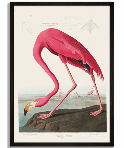 Moderné obrazy na stenu - Vintage ilustrácia ružového plameniaka American Flamingo od Audubona - čierny rám - decorme.sk