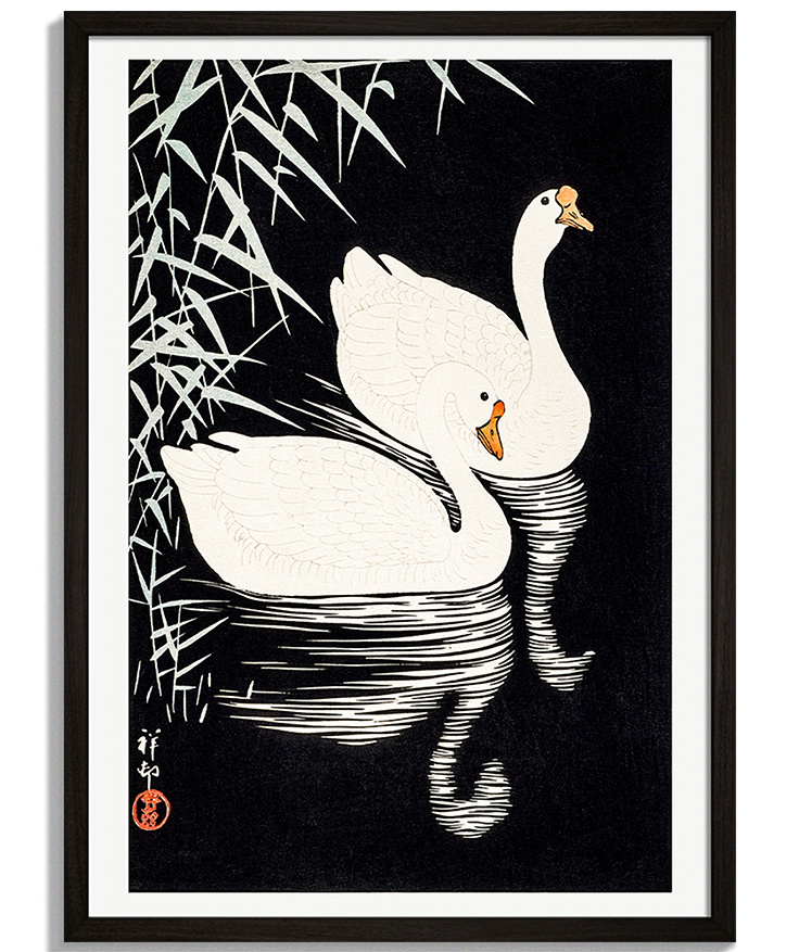 Two Swans | Orientálna Ilustrácia Moderné obrazy na stenu - Ilustrácia dvoch bielych labutí na tmavej vode v japonskom štýle Two Swans - čierny rám - decorme.sk