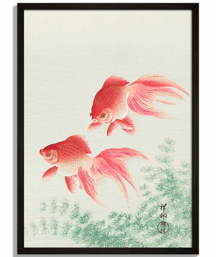 Moderné obrazy na stenu - Ilustrácia dvoch závojnatiek v orientálnom štýle Two Veil Goldfish - čierny rám - decorme.sk